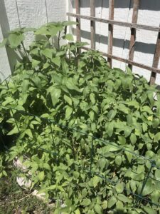 Picture of my sunflowers from 2019