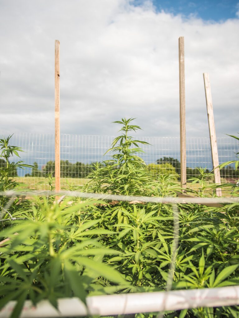 hemp oil plant picture